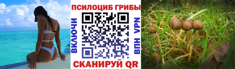 Псилоцибиновые грибы Psilocybe  Асбест 